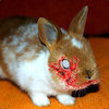 Avatar of DrUndeadBunny