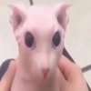 Avatar of murphrocs
