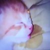 Avatar of Cat-Nap