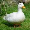 Avatar of DuckClass
