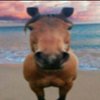 Avatar of Eneslx
