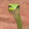 Avatar of shrub_nate