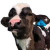 Avatar of adydrian25