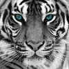 Avatar of Tora_Shiroi