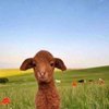 Avatar of goobagigle