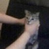 Avatar of NATIONALISTcat06