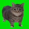 Avatar of v4868684