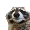 Avatar of FuzzRacc