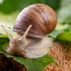 Avatar of snail