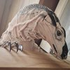 Avatar of tigersharkmaksim