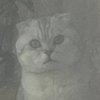 Avatar of Andboh
