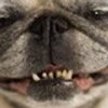 Avatar of FuglyPug