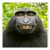 Avatar of Monkey2015