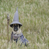 Avatar of cosmic_pug