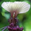Avatar of Bat.Flower