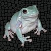 Avatar of Weird Animal Maker