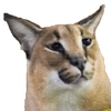 Avatar of bruhepic925
