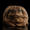 Avatar of The Toad