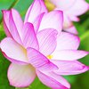 Avatar of lotus222