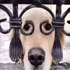Avatar of Rmuttmcdog