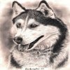 Avatar of gsir27383
