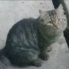 Avatar of Adhika54