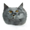 Avatar of Cold Nutso