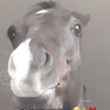 Avatar of opkingk63