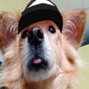 Avatar of Nello