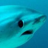 Avatar of Sealife Fan 3