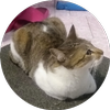 Avatar of noobpro