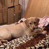 Avatar of Athena the dog