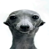 Avatar of edi988998