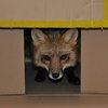 Avatar of Fox-In-The-Box