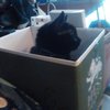 Avatar of GalacticCat317