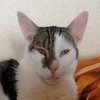 Avatar of prellerli