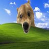 Avatar of 355299