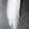 Avatar of Ranged.Cord
