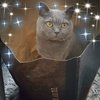 Avatar of Dianne.Cunningham