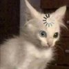 Avatar of cherrykatcherry