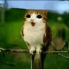 Avatar of Meowl