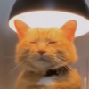 Avatar of AnRGBMoth