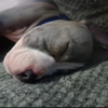 Avatar of Turtlefopy