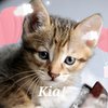 Avatar of Kitty_queen
