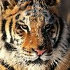 Avatar of Criss.Mihai