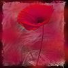 Avatar of POPPY PLAYT