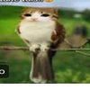 Avatar of Meowl