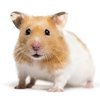 Avatar of Hamster