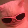 Avatar of wasabicats