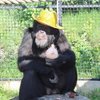Avatar of CaptainChimp
